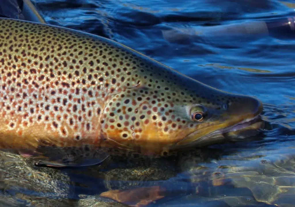 fly fishing Bariloche fly fishing patagonia fly fishing argentina fly fishing outfitter Bariloche fly fishing outfitter patagonia fly fishing loge patagonia